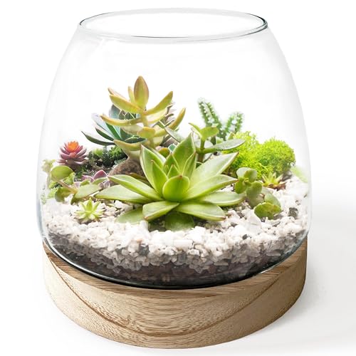 6 Inch Plant Glass Terrarium with Removable Wooden Base for Succulents Glass Bowl for Air Plant Cactus Moss (Plants not Included)