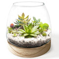 6 Inch Plant Glass Terrarium with Removable Wooden Base for Succulents Glass Bowl for Air Plant Cactus Moss (Plants not Included)
