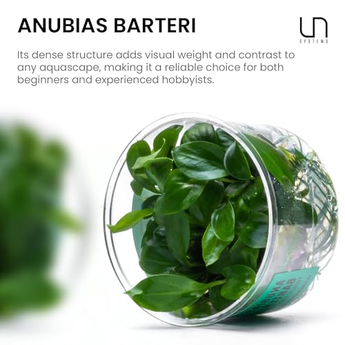 Ultum Nature Systems Anubias Barteri Tissue Culture Live Plant for Aquarium, Aquascape, Freshwater Fish Tanks - 100% Snail Free in Vitro - color: Anubias Barteri