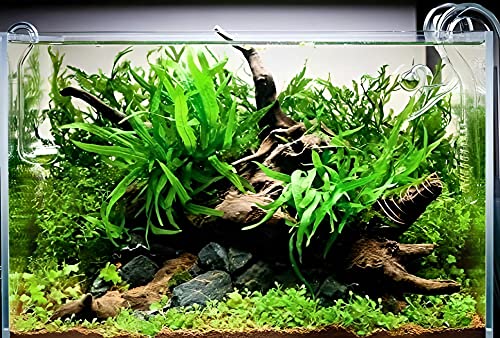 Java Fern Bare Root | Microsorum Pteropus - Low Light Freshwater Aquarium Plant - 1,000,000+ Plants Sold — AquaLeaf Aquatics