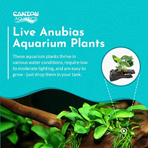 Anubias Large on Driftwood - Live Aquarium Plant - Freshwater - Low Light