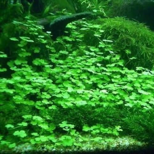 3 Pack Freshwater Aquarium Decor, Easy Growing Dwarf Carpet for Fish Tank/Terrarium, Natural Aquatic Plant Growth Material (Lucky Grass) - color: Lucky Grass