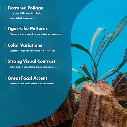 SubstrateSource Live Plants - Crypt Spiralis Tiger (Cryptocoryne spiralis 'Tiger') - Low to Medium Light, Green-Brown Color Aquatic Plant, Background Placement - Rosette Growth - Pot, 1 Pack - color: Spiralis Tiger, size: Pot