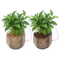 2 Pcs Aquarium Plant Holder, Live Aquarium Plants Holder with Suction Cup, Plastic Fish Tank Plant Pots, Clear Red Worm Fish Feeder for Aquascape Decoration