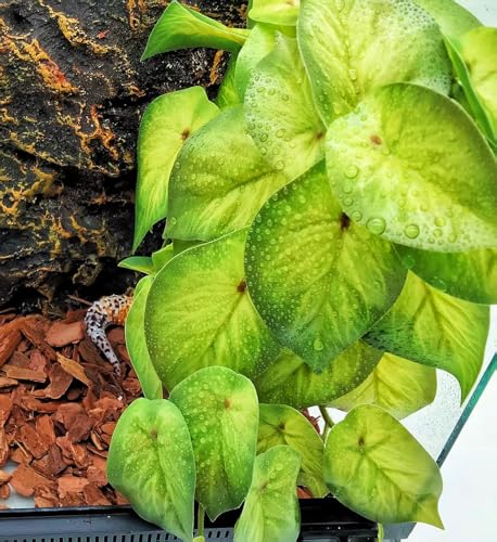 Reptile Plants for Terrarium Decor, Amphibian Habitat Decor, Snake Tank Accessories, Artificial Hanging Plants with Suction Cup-2 Packs (Arrowhead) - color: Arrowhead