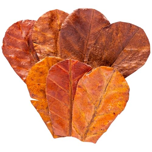 80 Pcs Dried Catappa Indian Almond Ketapang Leaves, Betta Fin Rot Treatment, 4” Betta Fish Tank Accessories, Leaf Litter for Goldfish, Guppy,Frogs,Tetras - Supports Breeding