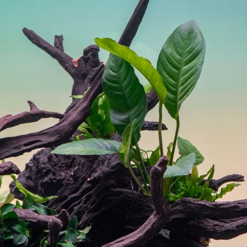 Ultum Nature Systems Anubias Heterophylla Tissue Culture Live Plant for Aquarium, Aquascape, Freshwater Fish Tanks - 100% Snail Free in Vitro - color: Anubias Heterophylla