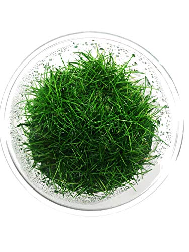 Dwarf Hairgrass Live Aquarium Plants Tissue Culture Cup Freshwater Fish Tank Decorations