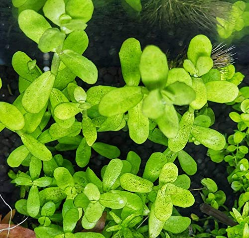 Bacopa Monnieri 3-Bunch Freshwater Live Aquarium Plants Background Fish Tank