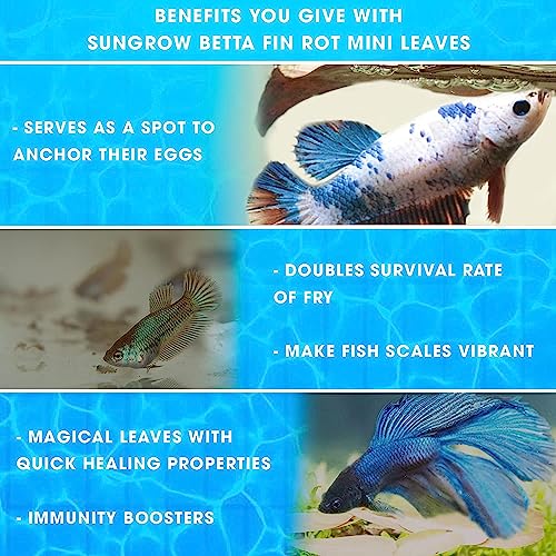 SunGrow 50 Pcs Mini Catappa Indian Almond Leaves for Betta Fish Aquarium, Shrimp, Frogs, Improves Habitat, Gives Tea Color, Helps in Lowering Aquarium Water pH, Improves Immunity