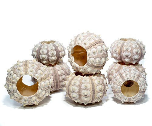 Nautical Crush Trading Sea Urchins Shells for Air Plants - 8 Purple Sputnik (1.5-3") Sea Urchin Shells - Hanging Air Plant Holder - Air Plants Live Holders - Air Plant Pot - No Plants Included - size: 8 Pack