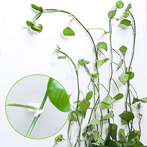 Plant Clips-Plant Climbing Wall Fixture Clips 110PCS, Invisible Clips For Climbing Plants，Self-Adhesive plant wall clips For Plant Support, Sticky Plant Fixture Clips Plant Holder For Pothos - size: White clip