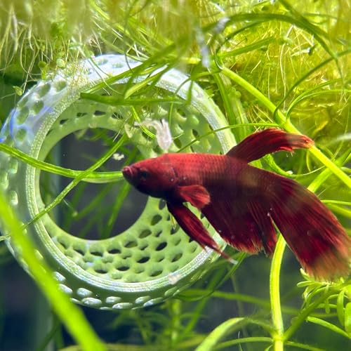 CTWPets Natural Betta Bulb Hide | Betta Rest Fish Tank Ornament | Aquarium Cave with Suction Cup for Small Fish Tank, Betta Habitat, Shrimp Hideout, Aquatic Decor (Light Brown) - color: Light Brown