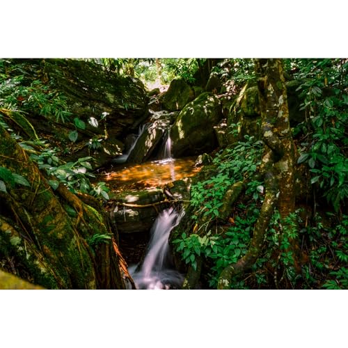 Waterfall Aquarium Background Jungle Forest Lake Stream Natural Landscape Terrarium Backgrounds Tropical Plants Rock with Moss Fish Tank Background Jungle Forest Style Reptile Backgrounds 24x12in - color: Green, size: 24(W)x12(H)inches/ 60(W)*30cm(H)