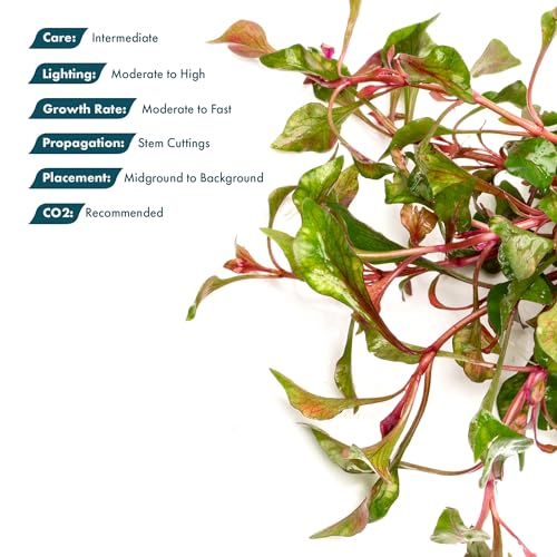 SubstrateSource Alternanthera Bettzickiana - Decorative Live Aquatic Plant for Terrariums and Paludariums - (Bettzickiana, 1 Bunch) - color: Alternanthera Bettzickiana Red, size: Lead Bunch - 1 Pack