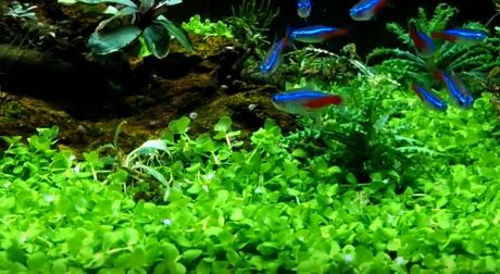 Micranthemum Monte Carlo Potted Live Aquarium Plants for Freshwater Carpet Foreground Fish Tank