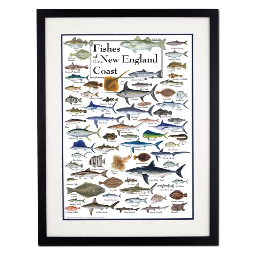 Earth Sky + Water - Fishes of the New England Coast - Double-matted Posters with Black Frame - color: Black Frame