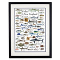 Earth Sky + Water - Fishes of the New England Coast - Double-matted Posters with Black Frame - color: Black Frame