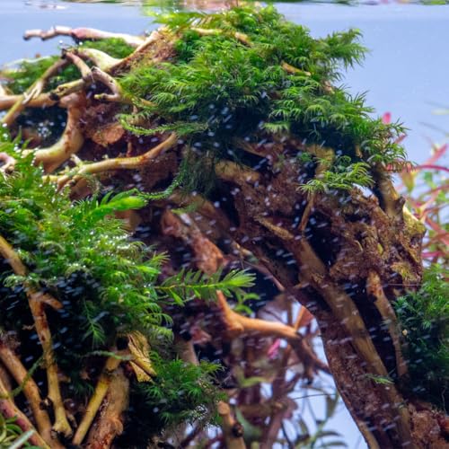 SubstrateSource Live Aquarium Plants on Driftwood, Lava Rock, Moss, Fiber Mat - Freshwater Fish Tanks - Easy, Beginner Friendly (Fissidens Fontanus, (One Golfball)) - color: Fissidens Fontanus - Golf Ball, size: 1 Pack