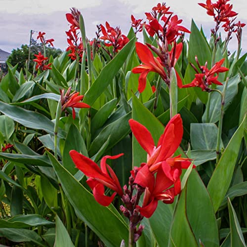 Chalily Canna 'Endeavor', a Great Live Pond Plant for Your Water Garden. Filters koi and Goldfish Ponds. Good for Bogs, Plant Shelf or Shallow Water This marginal Aquatic is a Real Beauty - color: Canna 'Endeavor'