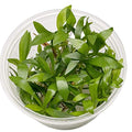 Helanthium Tenellus Green Tissue Culture Live Aquarium Plant Tropical Freshwater Decorations BUY2GET1FREE