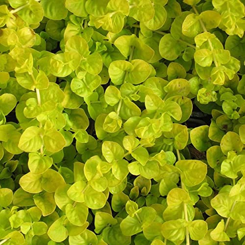 Chalily Creeping Jenny 'Golden', a Great Live Pond Plant for Your Water Garden. Filters koi and Goldfish Ponds. Good for Bogs, Plant Shelf or Shallow Water This marginal Aquatic is a Real Beauty - color: Creeping Jenny 'Golden'