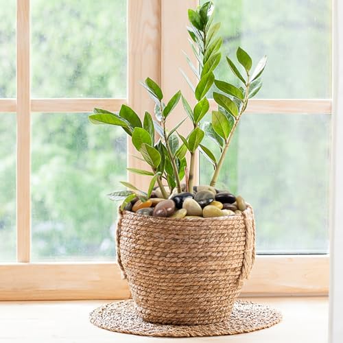 FANTIAN 5 lbs Large River Rocks for Plants, 2-3 inch Polished Pebbles for Indoor Plants, Decorative River Stones for Planters Vase Aquarium and Outdoor Garden Landscaping Rocks - size: 2-3 Inch, style: 5 Pounds