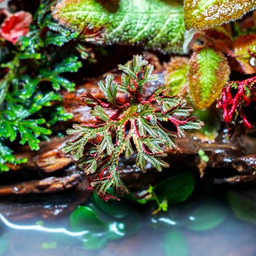 SubstrateSource Live Terrarium Plants - Spikey Moss for Terrariums, Paludariums - Easy, Beginner Friendly (Selaginella Erythropus Ruby Red Club Moss, (1 Pot)) - color: Selaginella Erythropus Red, size: Pot