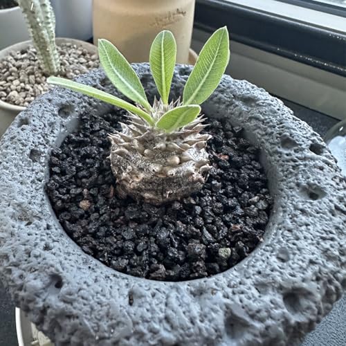 YISZM Black Horticultural Lava Rocks for Plants, 2lb Succulents Cactus Bonsai Soil Volcanic Rocks for Aquarium Outdoor Decorative Stones for Craft Projects, Vase Fillers - color: Black Lava Rock, size: 2 Pounds