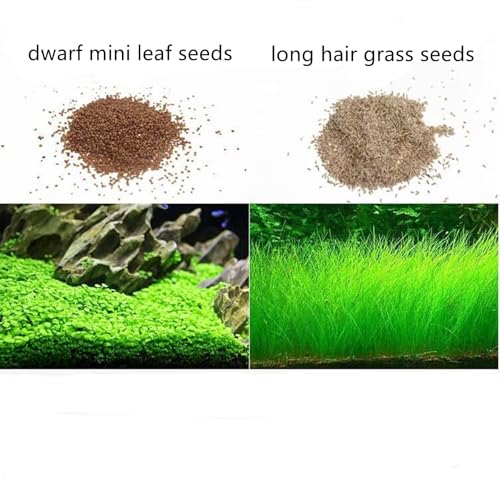 2 Pack Live Aquarium Plants S.e.e.ds - Dwarf Leaf and Long Hair Combo for Aquarium Fish Tank (0.35oz Each)