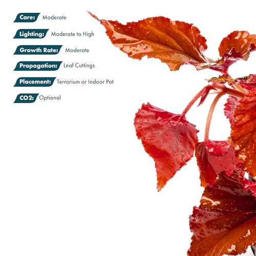 SubstrateSource Live Jungle Plants - Begonia Arabian Sunset (Begonia sp.) - Medium to High Light, Bronze Red Orange Accent, Terrarium or Paludarium, Terrestrial Plant - Pot - color: Begonia Arabian Sunset, size: Pot