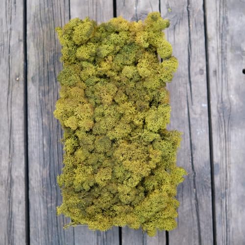 Preserved Reindeer Moss Natural Green DIY Kit Gardenning Art Wall Decor Florist Decor Easter Table Decor Wedding - color: Green-11, size: 0.85 lb