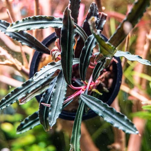 Bucephalandra Velvet 3 Color Potted Live Aquarium Plant - Natural Freshwater Fish Tank Decorations, Aquatic Décor - color: Velvet 3 Color, size: Potted Plant
