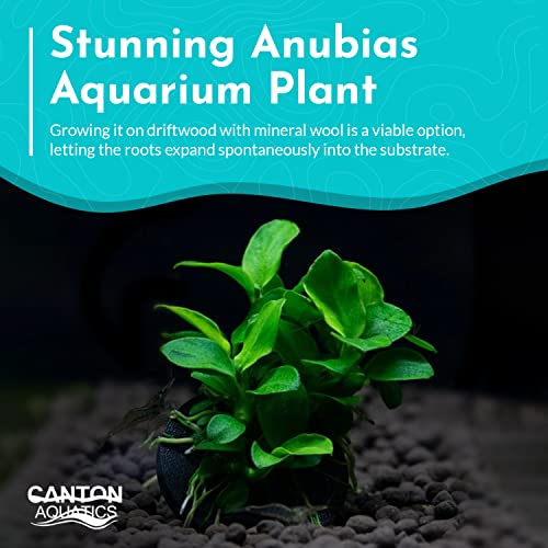 Anubias Large on Driftwood - Live Aquarium Plant - Freshwater - Low Light