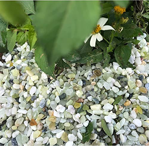 7lb Jade Bean Pebbles,1/4 Inch Cactus Bonsai DIY Rocks, Natural Succulent Rock and River Rocks Decorative for Aquariums, Vases, Terrarium, Outdoor Gardening, Top Dressing for Potted Plants - color: Light Green, size: 7LB