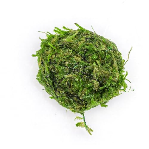 SubstrateSource Live Planted Decor - Christmas Moss Ball - Deep Green Freshwater Aquatic Plant, Low Light Aquarium Hardscape Accent for Aquascaping, Moderate Growth Rate - 1 Pack - color: Christmas Moss on Floating Ball, size: Floating Ball