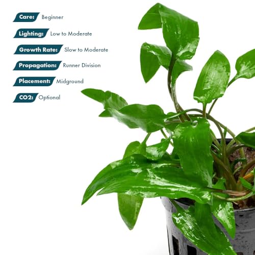SubstrateSource Cryptocoryne Live Aquarium Plants - Freshwater Plant for Aquariums, Planted Fish Tanks - Beginner Friendly (Wendtii Green, 5 Pots (20-25 Plants)) - color: Wendtii Green, size: 5 Pots