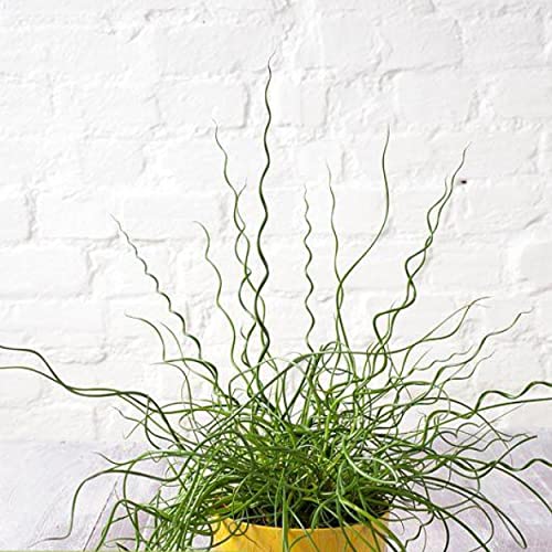 Chalily Corkscrew Rush, a Great Live Pond Plant for Your Water Garden. Filters The koi and Goldfish Pond. Good for Bogs, Plant Shelf or Shallow Water This marginal Aquatic is a Real Beauty - color: Corkscrew Rush