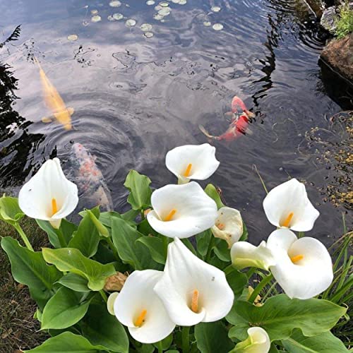 Calla Lily, a Great Live Pond Plant for Your Water Garden. Filters koi and Goldfish Ponds. Good for Bogs, Plant Shelf or Shallow Water This marginal Aquatic is a Real Beauty - color: Calla Lily