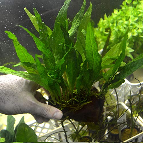 Live Plants on Driftwood | Aquatic Plants for Aquariums and Vivariums (Java Fern on Large 6" Driftwood) - style: Java Fern on Large 6" Driftwood