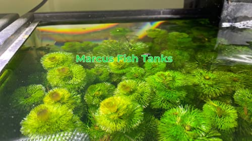3X Green Cabomba Caroliniana Live Aquarium Plants for Aquatic Freshwater Fish Tank