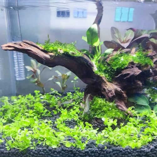 kathson 2 PCS Large Aquarium Driftwood, 7.5''-12''Natural Fish Tank Driftwood Assorted Branches Reptiles Drift Wood Decor Aquarium Wood Aquascaping Terrarium Ornament Habitat Accessories - size: 2Pcs: 7.5-12in