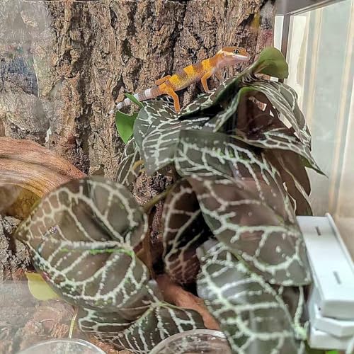Reptile Plants for Terrarium,Amphibian Habitat Decor,Artificial Plants for Gecko Chameleon Snake Tortoise Bearded Dragon Tank Accessories with Base（Anthurium Crystallinum） - color: Anthurium Crystallinum