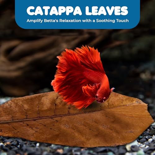 SunGrow 10 Indian Almond (Catappa) Leaves 8″ for Betta Fish – Natural Aquarium Water Conditioner, Adds Tannins, Lowers pH, Fin Growth and Enhances Color, Stress Relief, Water Softening Treatment