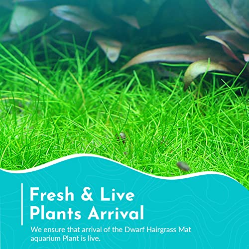 Dwarf Hairgrass Eleocharis - Freshwater - Medium-High Light