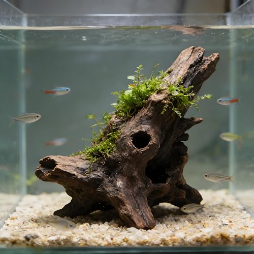 Natural Driftwood Tree Decoration for Aquarium, Fish Tank Plant Stump Ornament, Random Style(5-10cm)