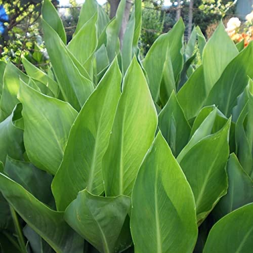 Chalily Canna ‘Chiquita Punch’, a Great Live Pond Plant for Your Water Garden. Filters The koi and Goldfish Pond. Good for Bogs, Plant Shelf or Shallow Water This marginal Aquatic is a Real Beauty - color: Canna 'Chiquita Punch'