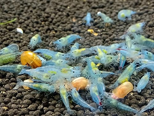 Las Vegas Exotic Fish™ Neocaridina Shrimp Live Freshwater Shrimp Aquarium Inverts (Live Guarantee or Replacemnt is Free) (Mix, 20) Free Plant