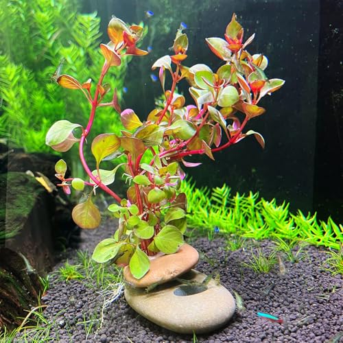 Natural River Stone Plant Weights for Aquarium, Handmade Pebble Anchors for Aquatic Plants, Fish Tank Decorations, Unique Shape & Size, Landscape Plant Weights (Small 0.8″ Hole 6pcs) - color: Small 0.8″ Hole 6pcs