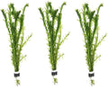 3 Bundles Anacharis Egeria Densa Elodea Live Aquarium Plants Freshwater Pond Aquatic Water Plant Decorations by Greenpro